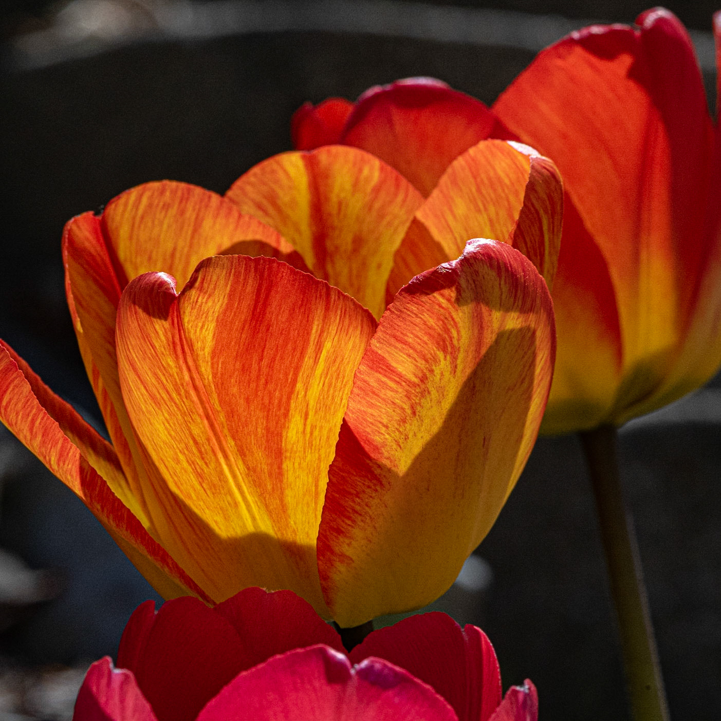 Street Flower, Wauwatosa WI  May 2021