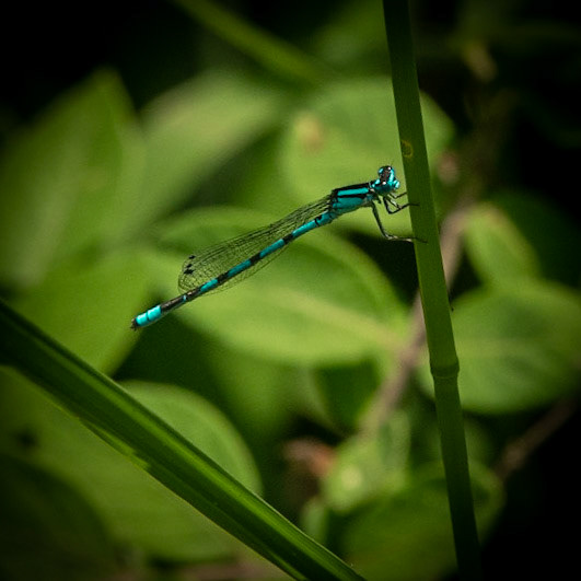 Pike Lake SP, Hartford WI May 2021