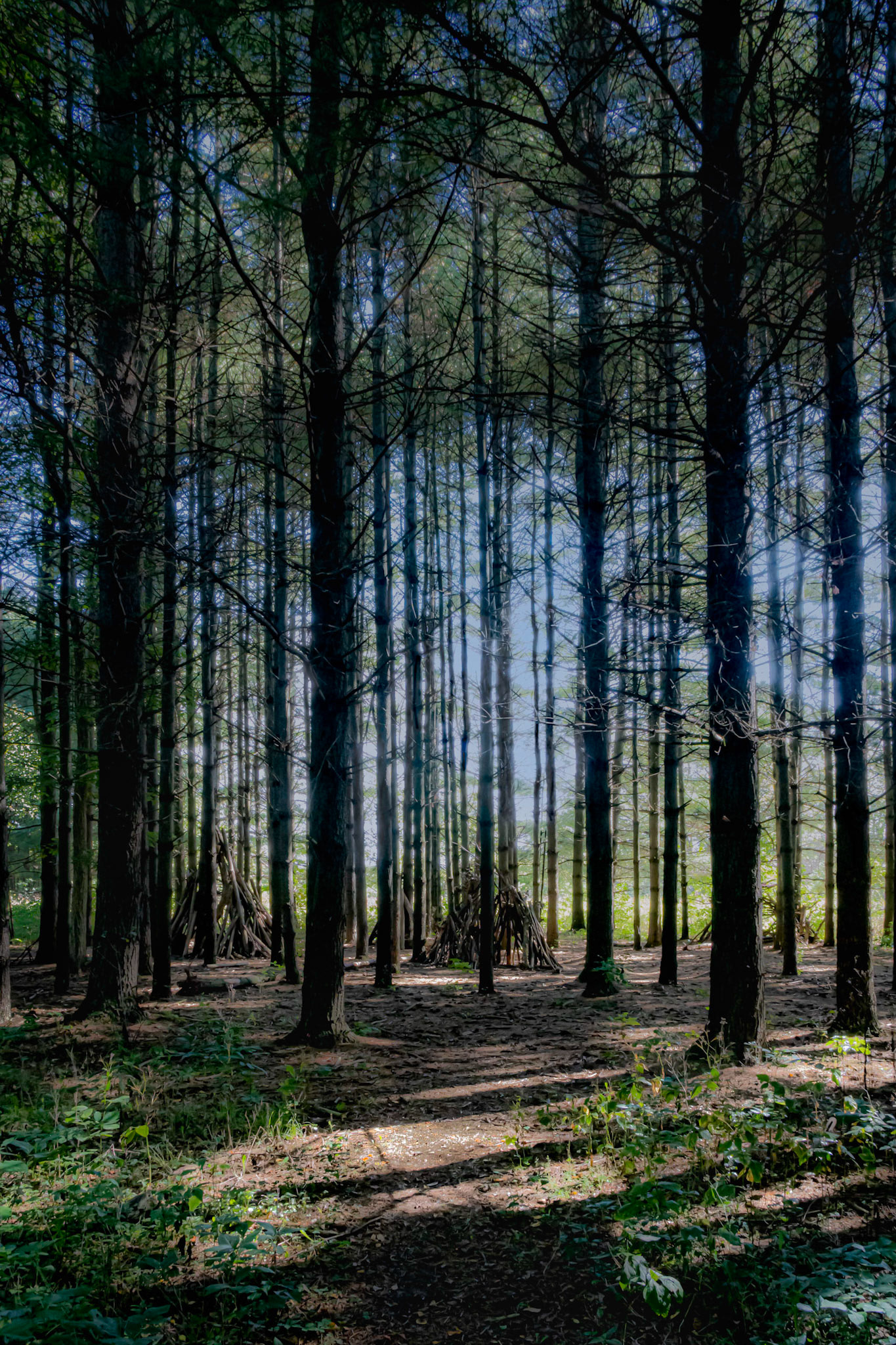 Pines at Lakewood FP - Wauconda IL 2020