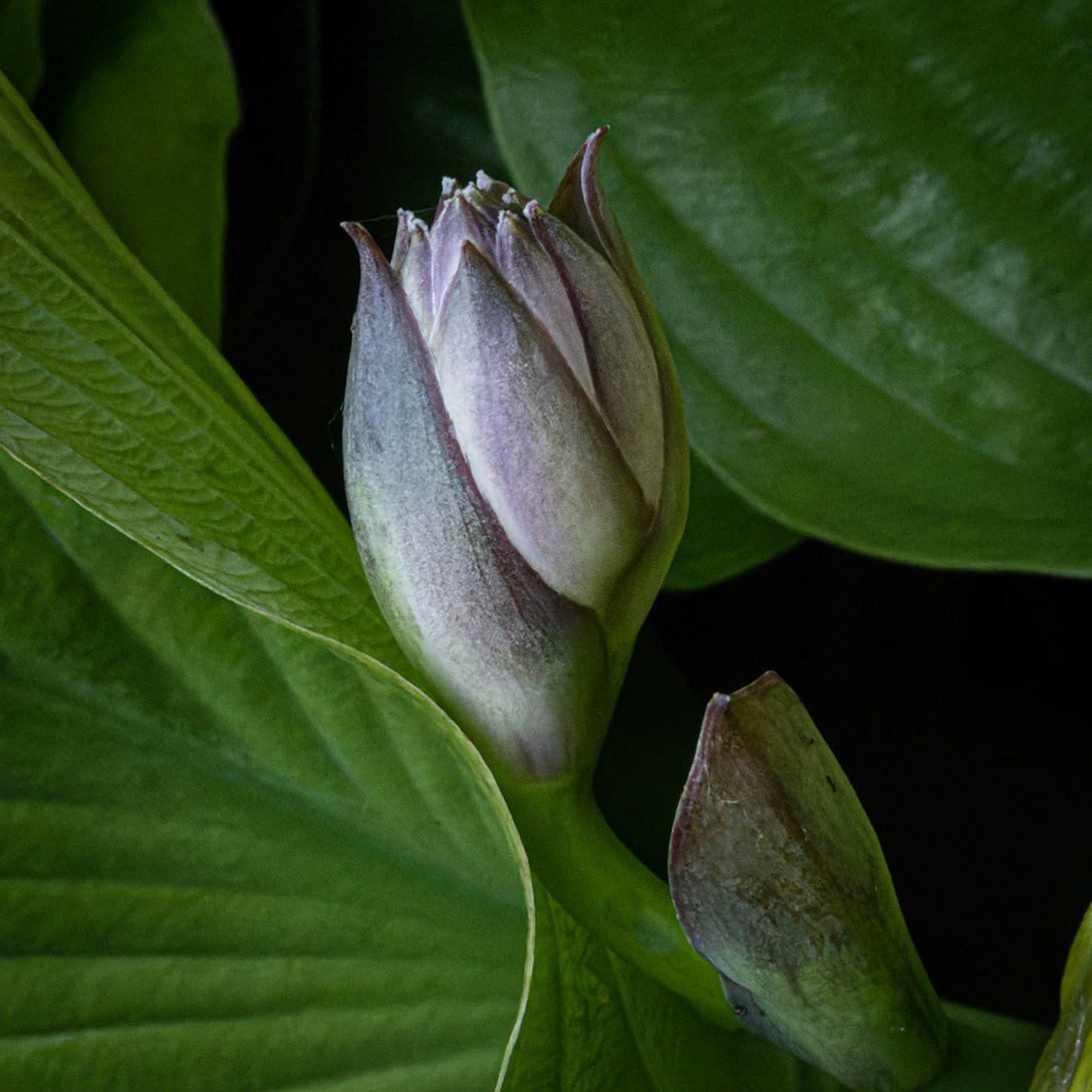 Hosta Bud at home, Wauwatosa WI  2021