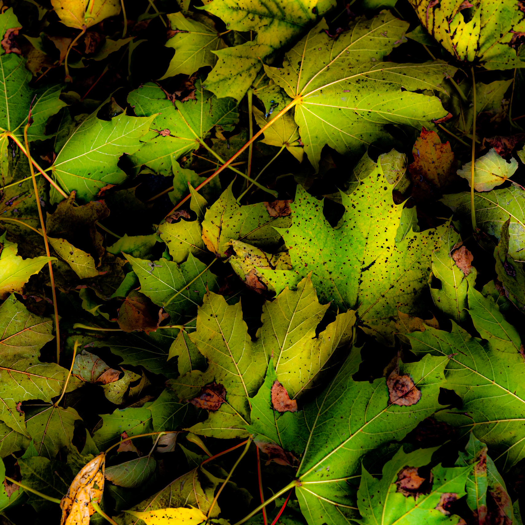 Leaves on my deck - Fall 2020