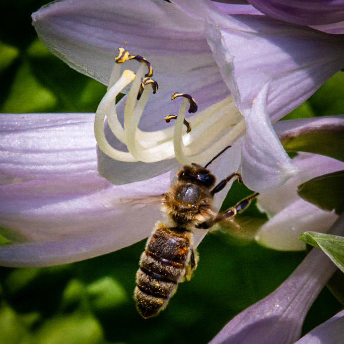 Hosta Flower at home, Wauwatosa WI  2021