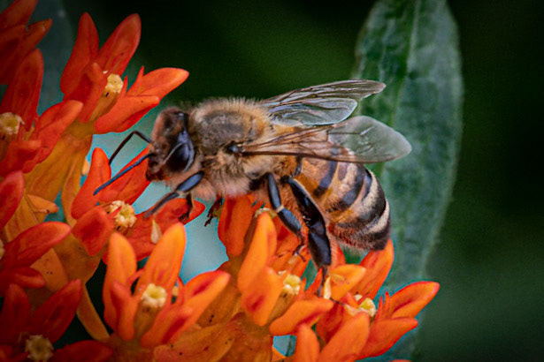 Hawthorn Glenn Nature Center - Milwaukee WI 2021