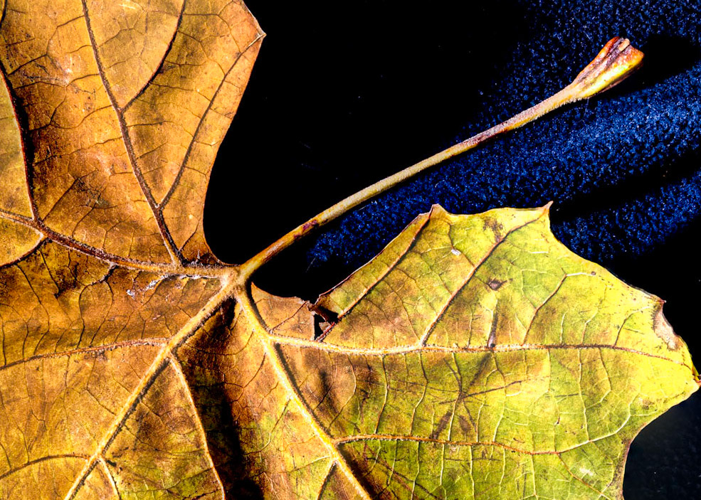 Fall 2020 Wauwatosa WI