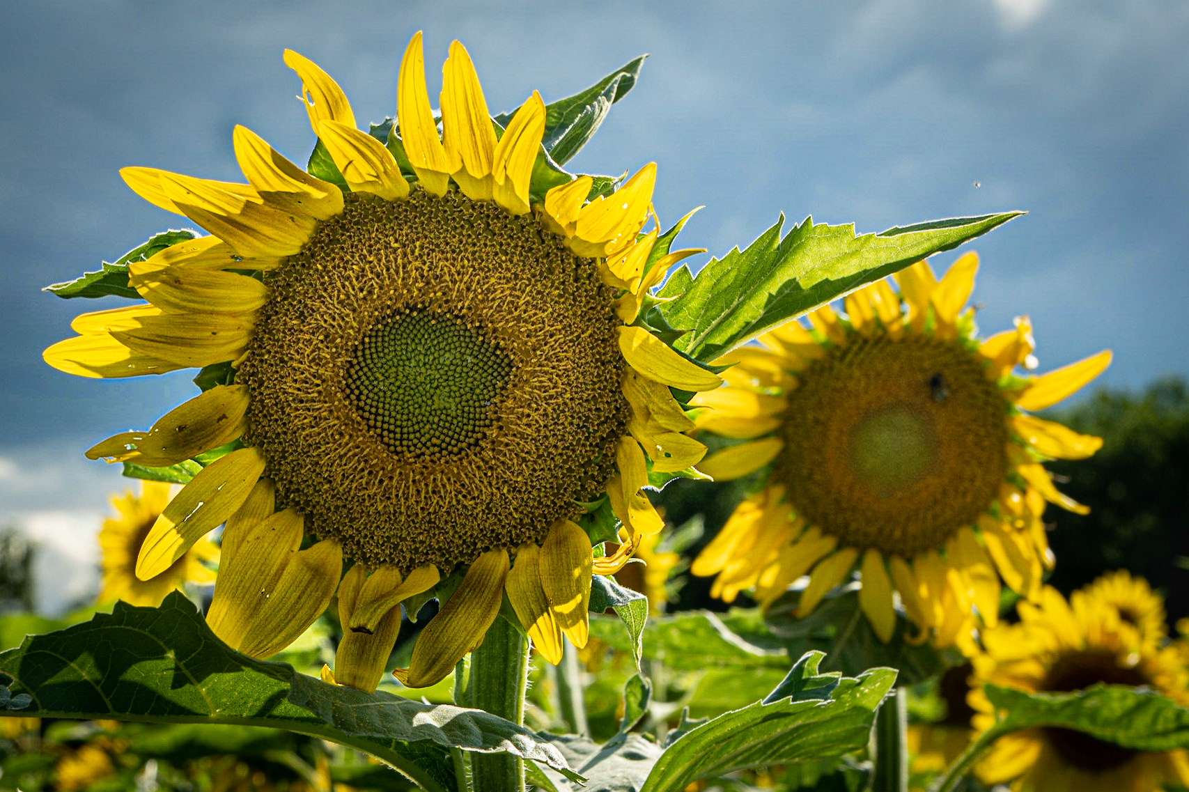 Sunflower patch- Rt 178, Lowell IL, August 2020