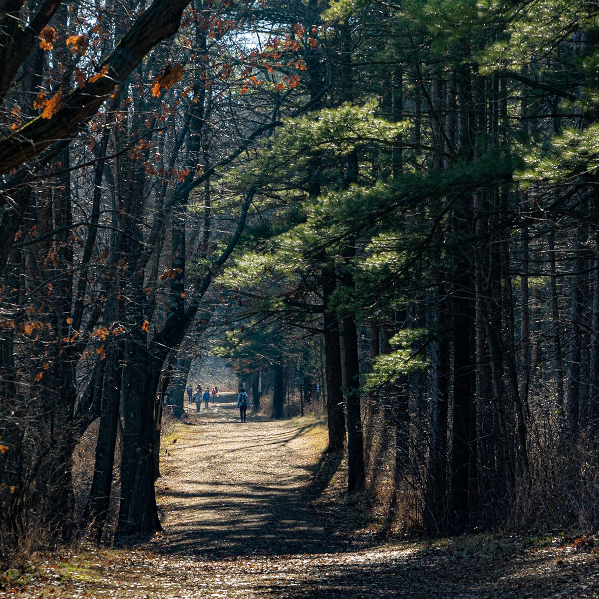 Lapham Peak SP, WI  December 2020