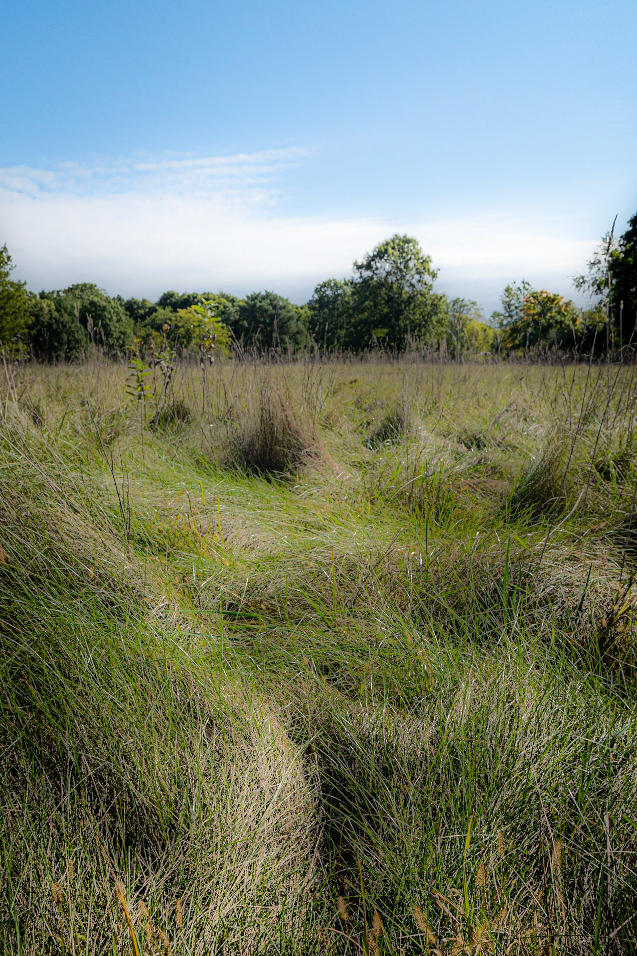 Lakewood FP Wauconda IL fall 2020