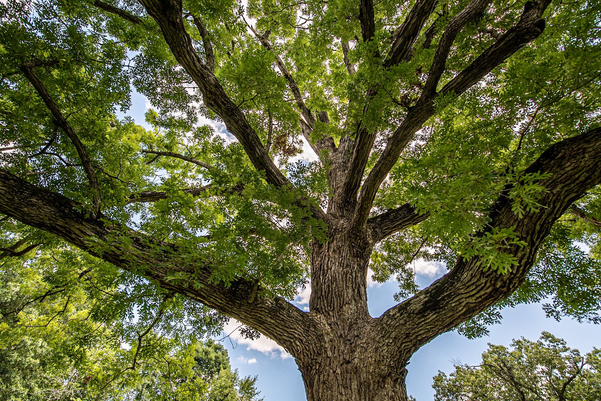 Great Tree - Buffalo Rock SP  Utica, IL  - July 2019  (gone now)