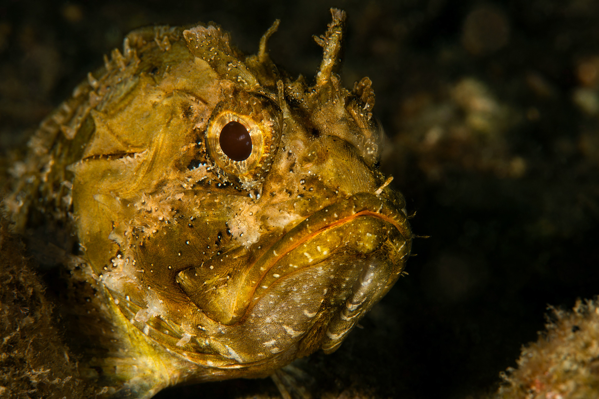 Scorpaena porcus