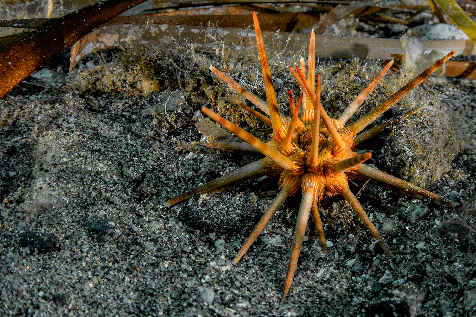 Stylocidaris affinis