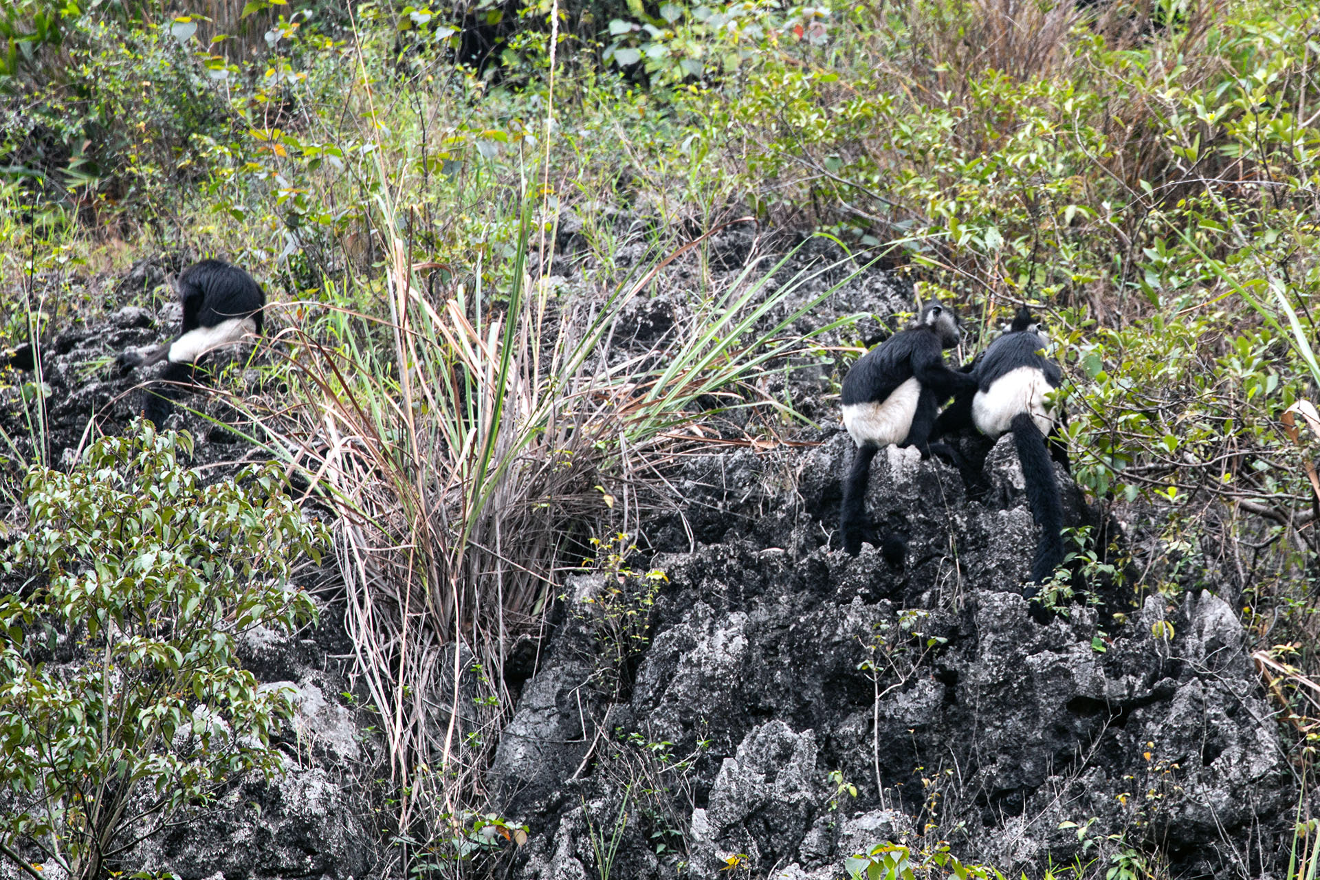 Monkeys!