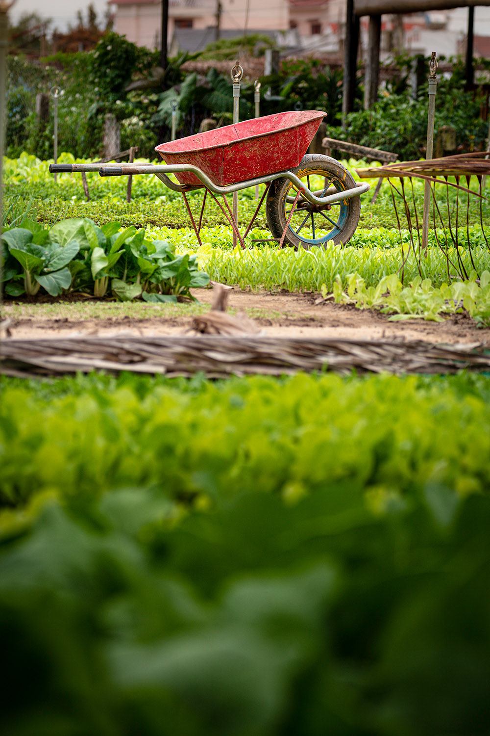 Stillleben im Vegetable Village.