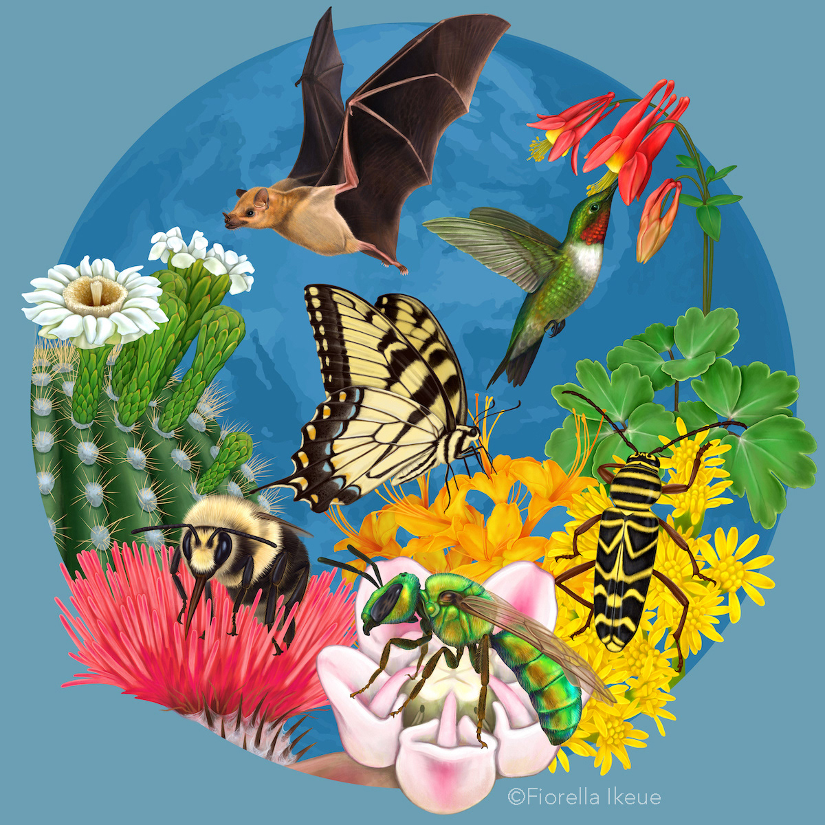 Science illustrations of flowers, plants, bat, hummingbird, bee, bumblebee, beetle and the ecosystem services pollinators provide