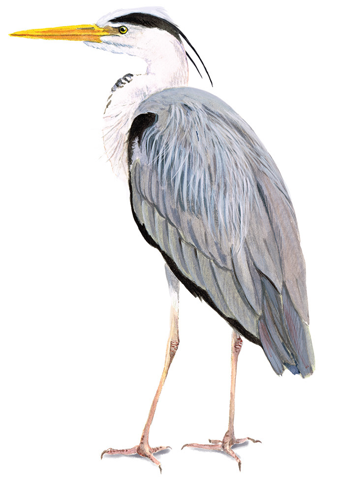 Grey heron