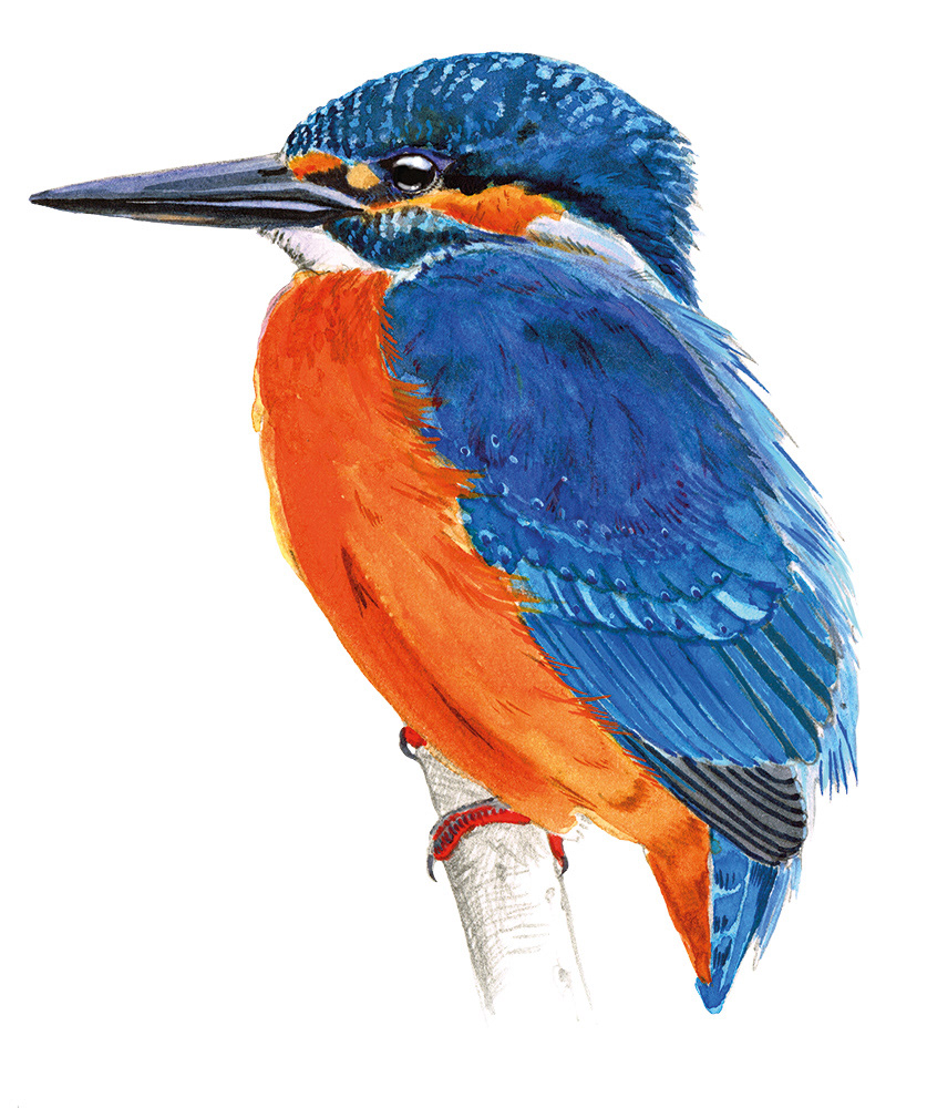 Kingfisher