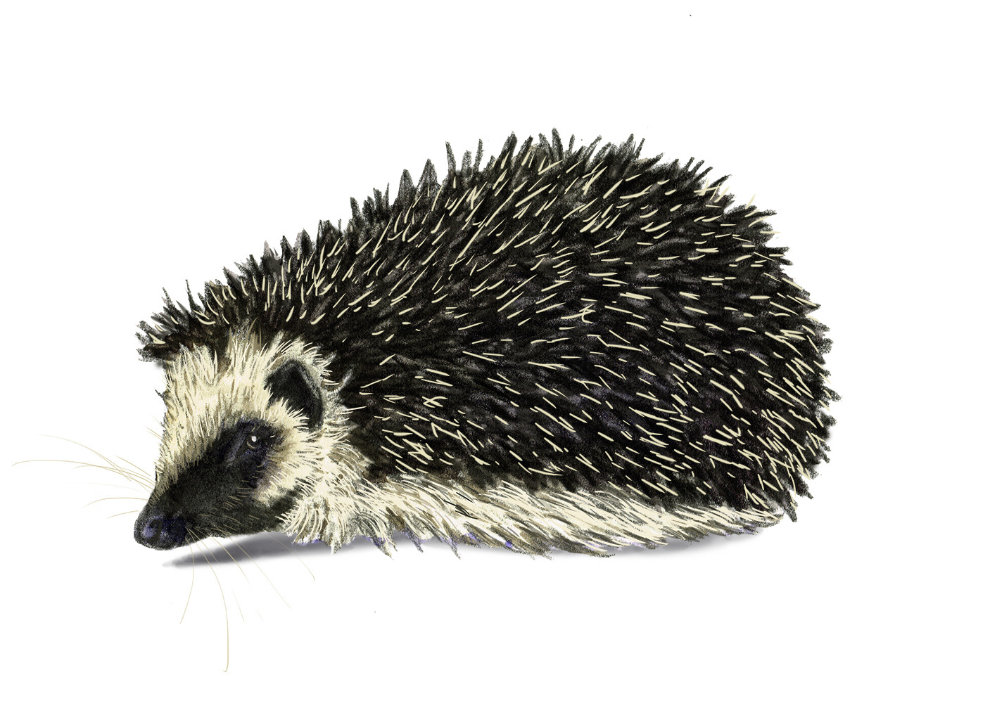 Hedgehog