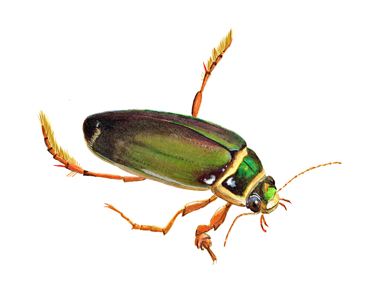 Great diving beetle
