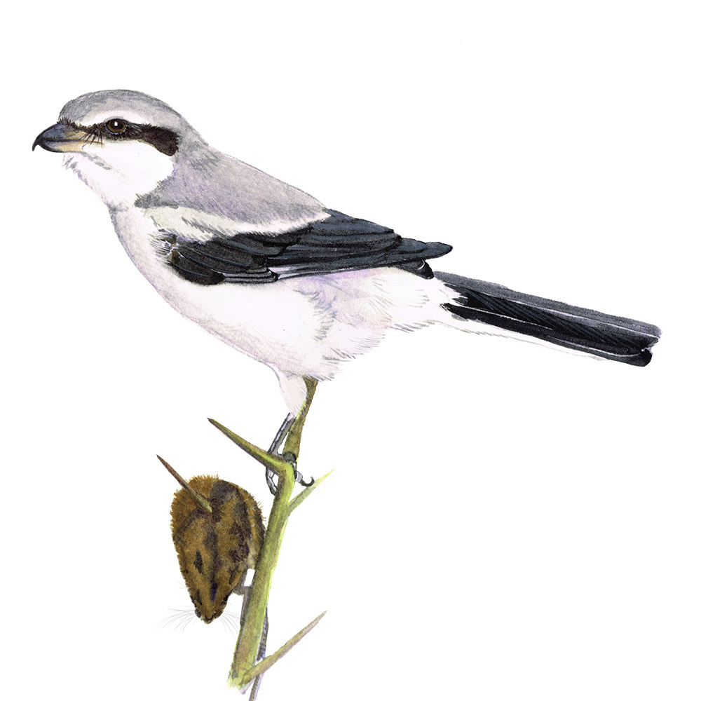 Great grey shrike
