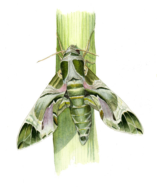 Oleander hawk moth