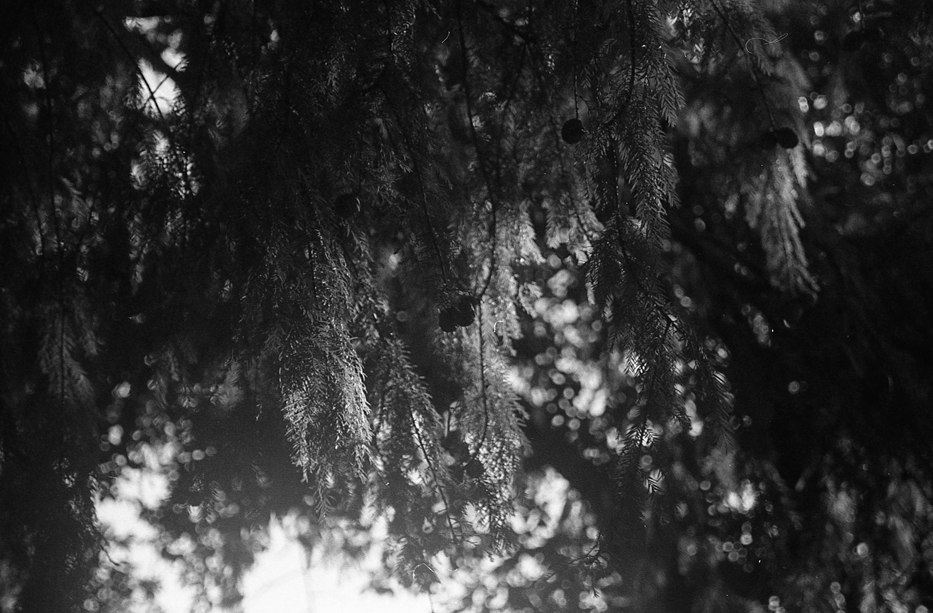 Ilford Delta 400 - Buenos Aires, Argentina