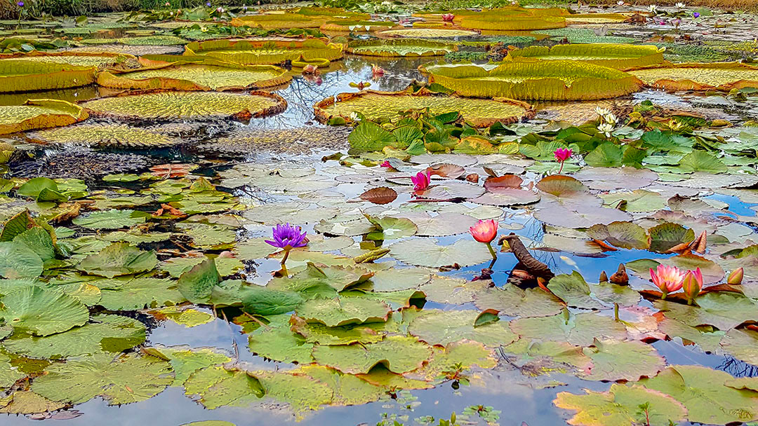 Even Atienza Kenilworth Park Aquatic Gardens