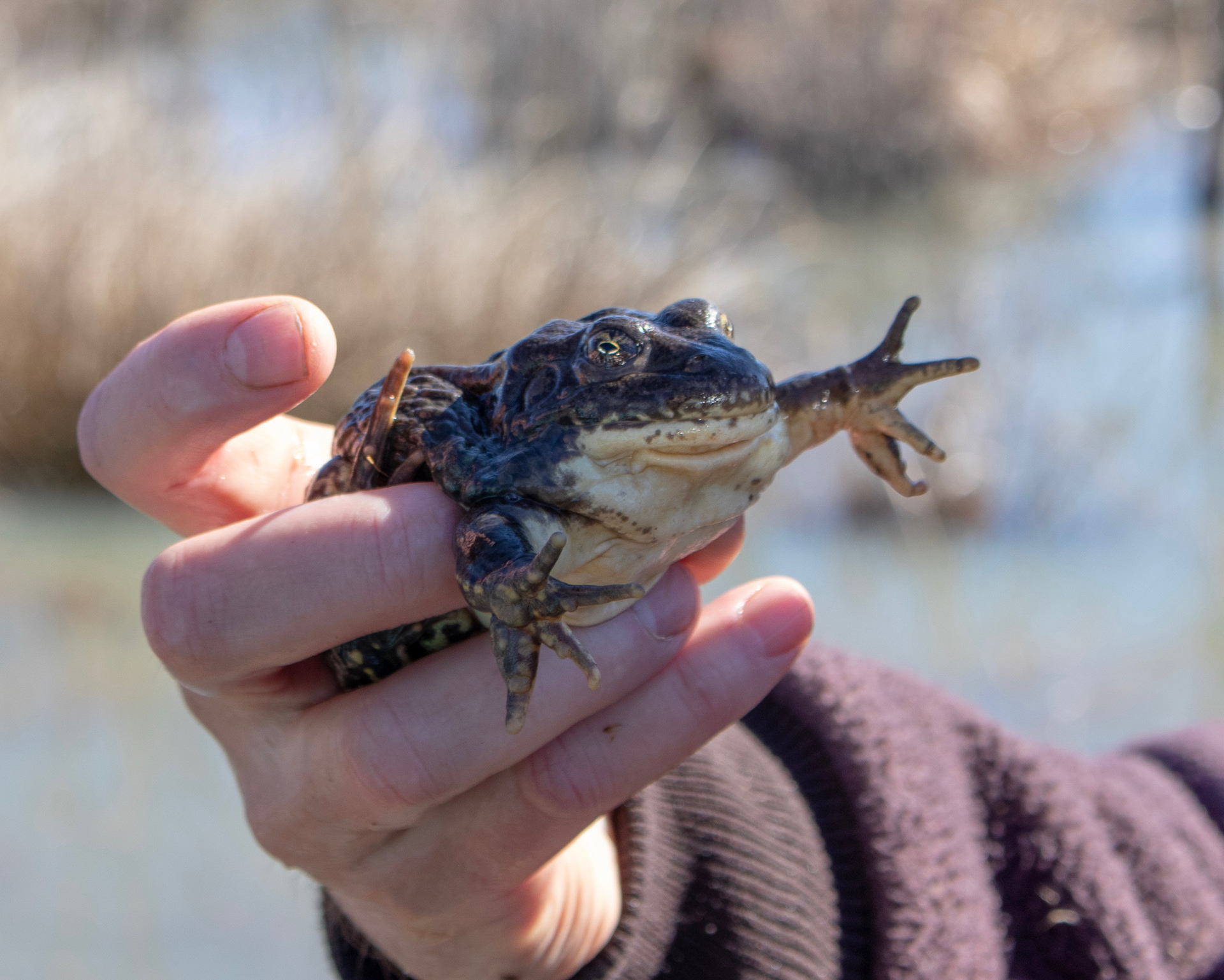 The class was fortunate to find one of the crawfish frogs on the refuge during their field trip. This particular hopper was identified as a male because it had a vocal sac. It was found at a site called "hail pond," named by Refuge Manager Joe Robb.