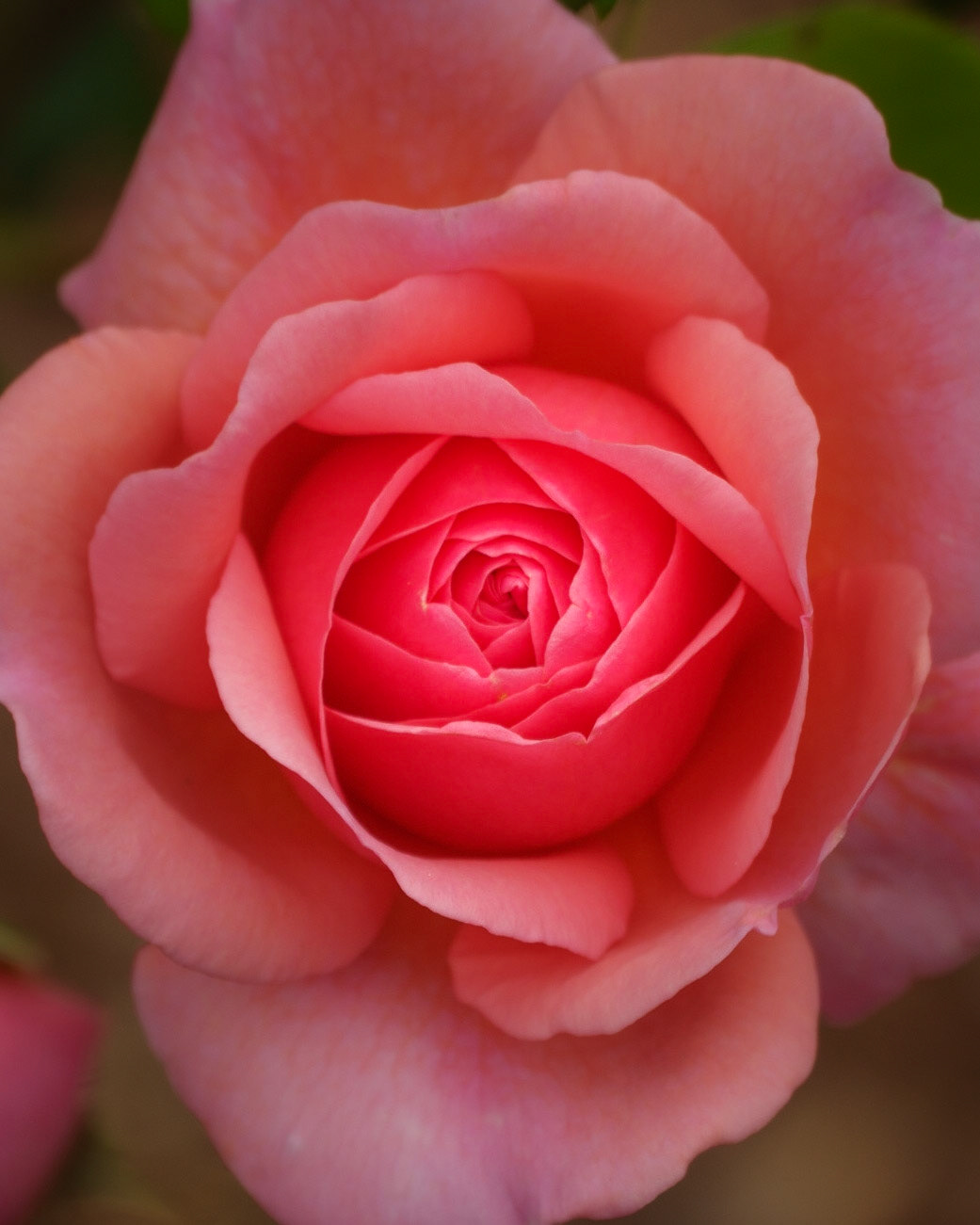 Blushing Beauty