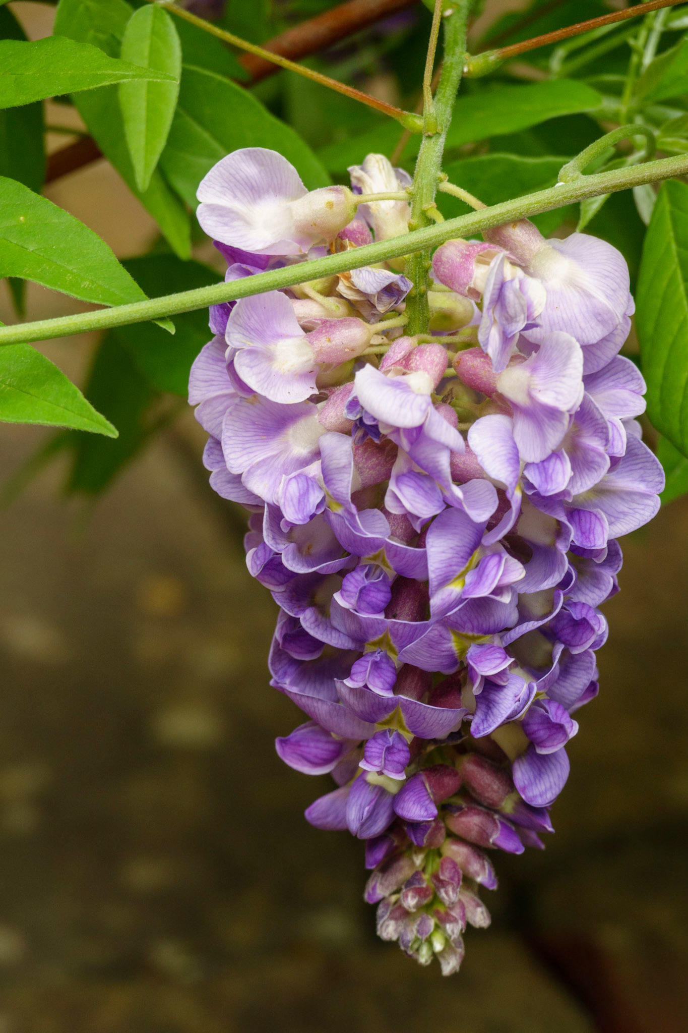 Wisteria