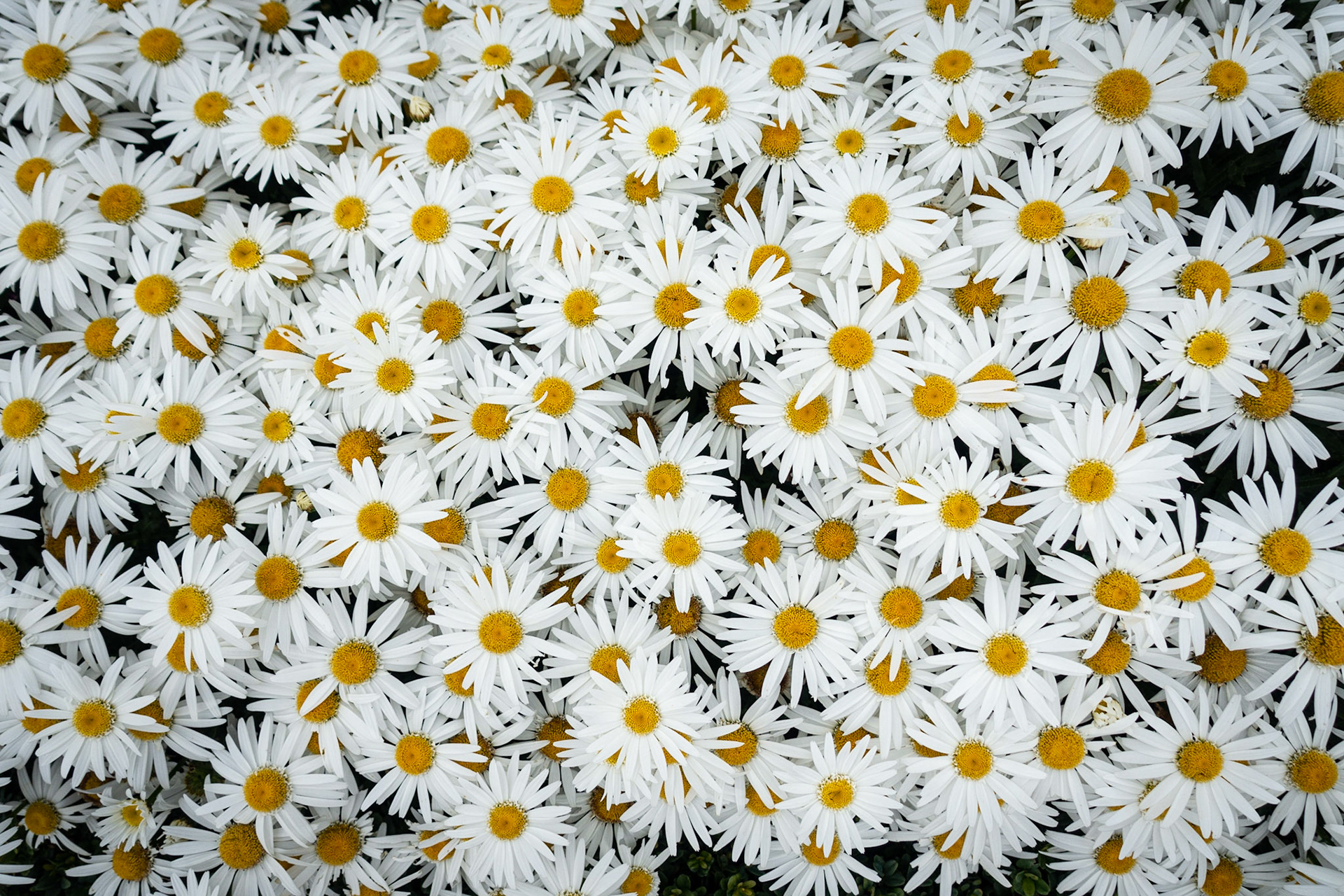 Daisies at Hampton Court Palace, UK