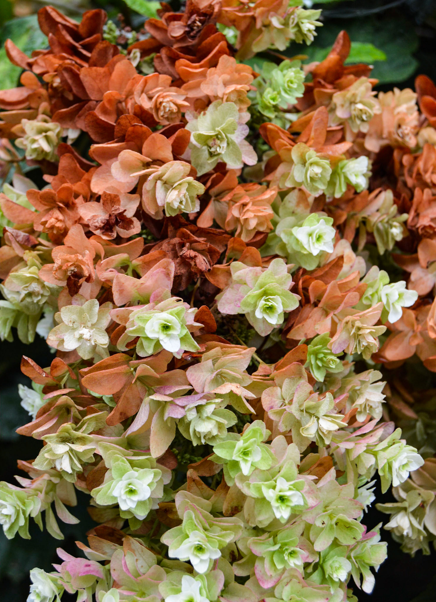 Kaleidoscope Hydrangea