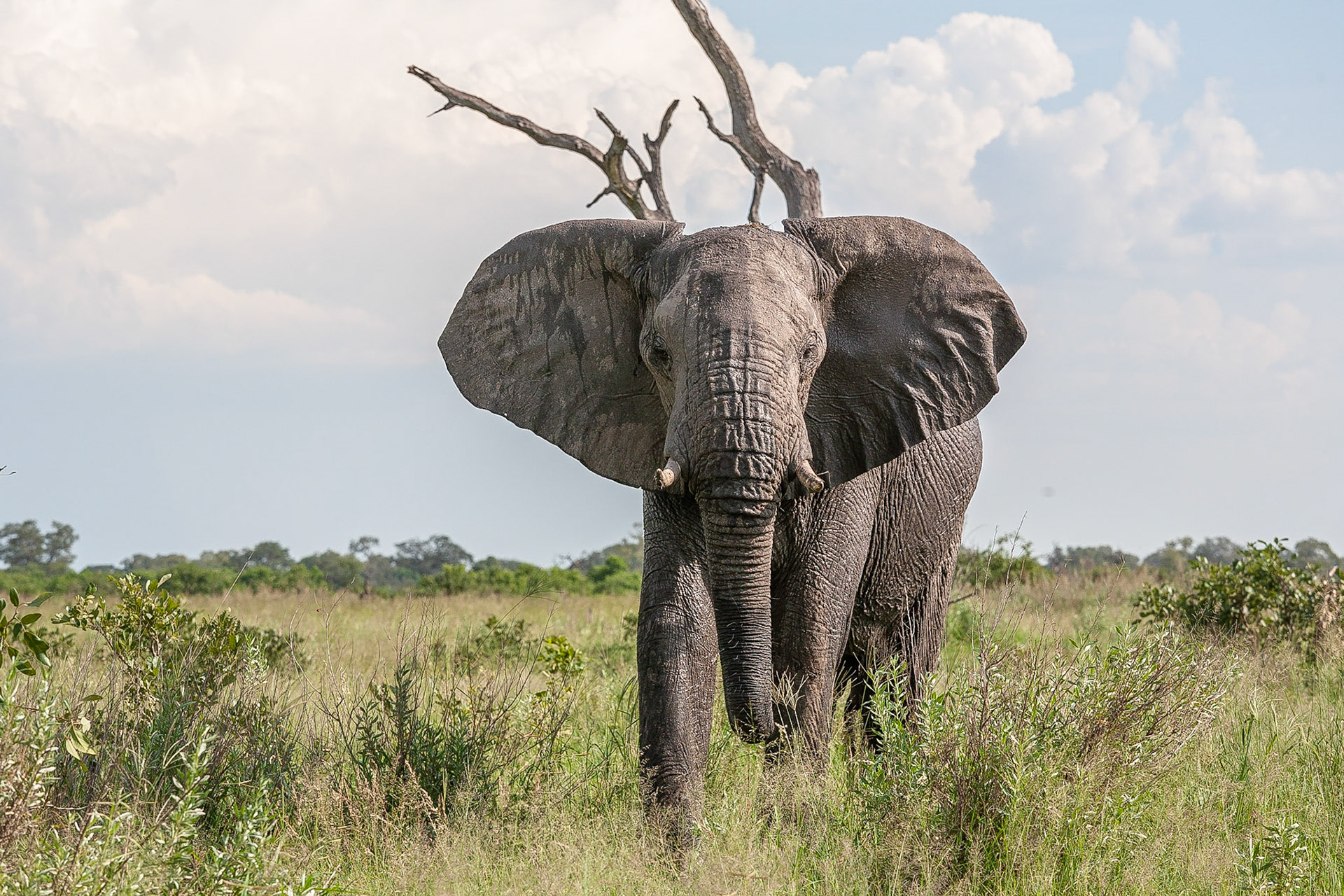 Koen Frantzen | Nature Photography - African Savanna elephant