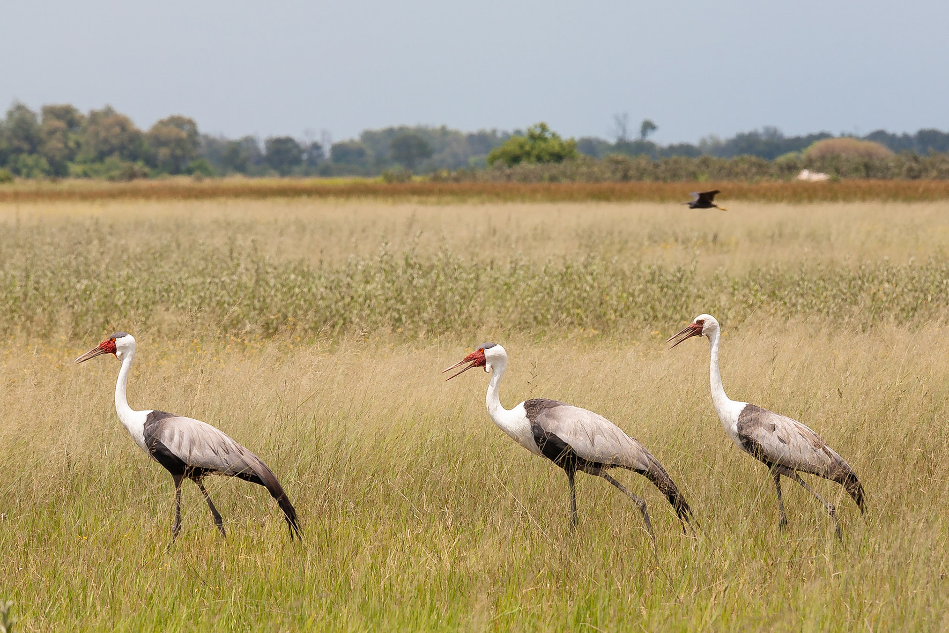 Koen Frantzen | Nature Photography - Lelkraanvogel / Wattled Crane ...