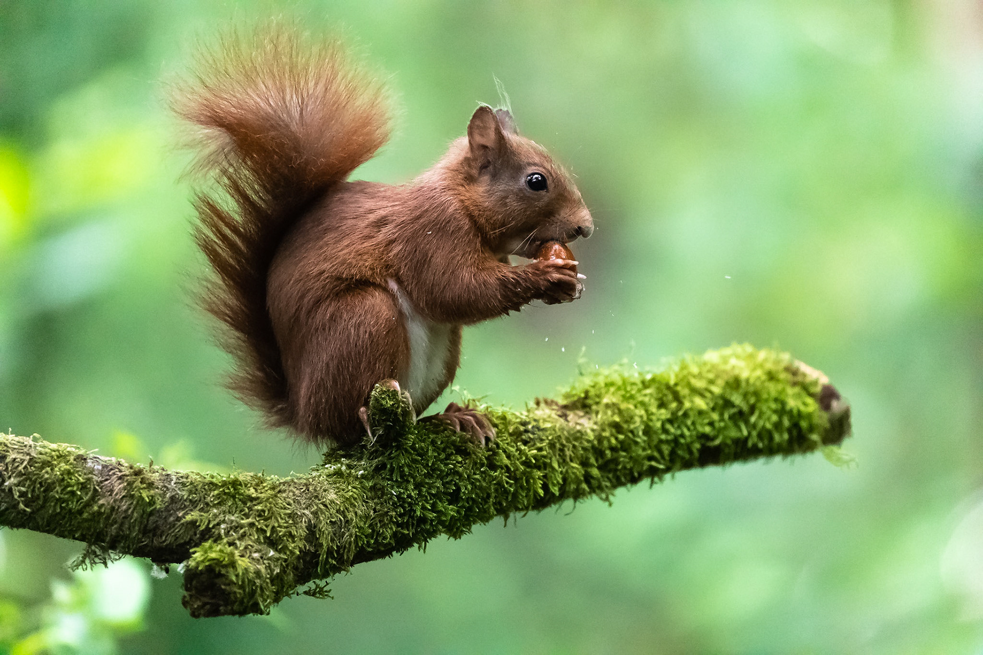 Koen Frantzen | Nature Photography - Eekhoorn / Eurasian red squirrel ...