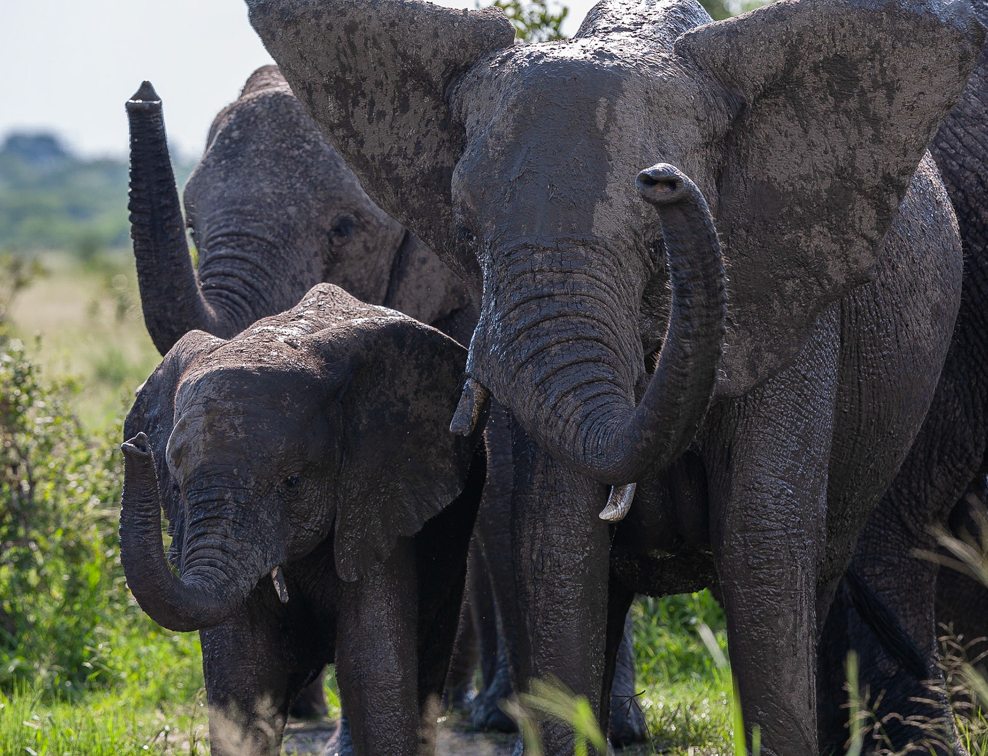 Koen Frantzen | Nature Photography - African Savanna elephant