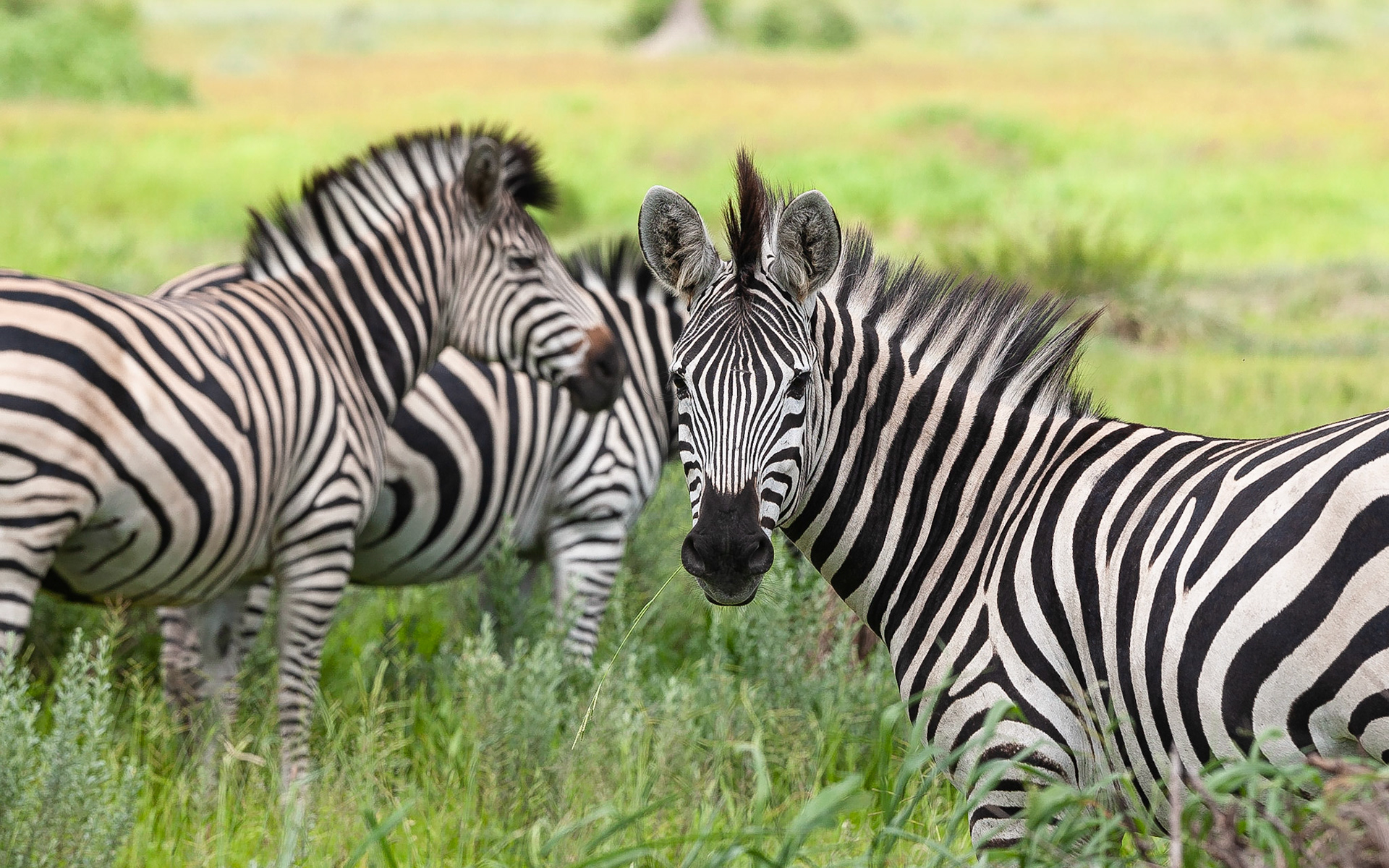 Koen Frantzen | Nature Photography - Steppezebra / Plains zebra (Equus ...