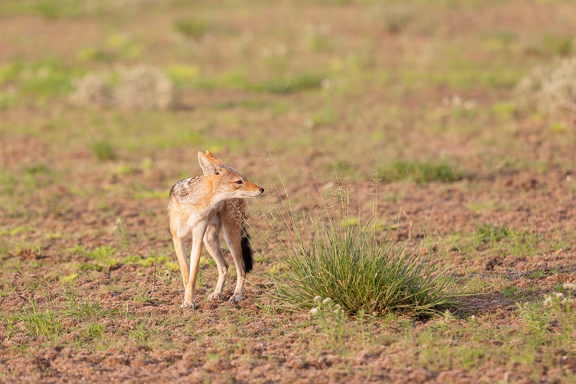 Koen Frantzen | Nature Photography - Zwartrug jakhals / Black-backed ...