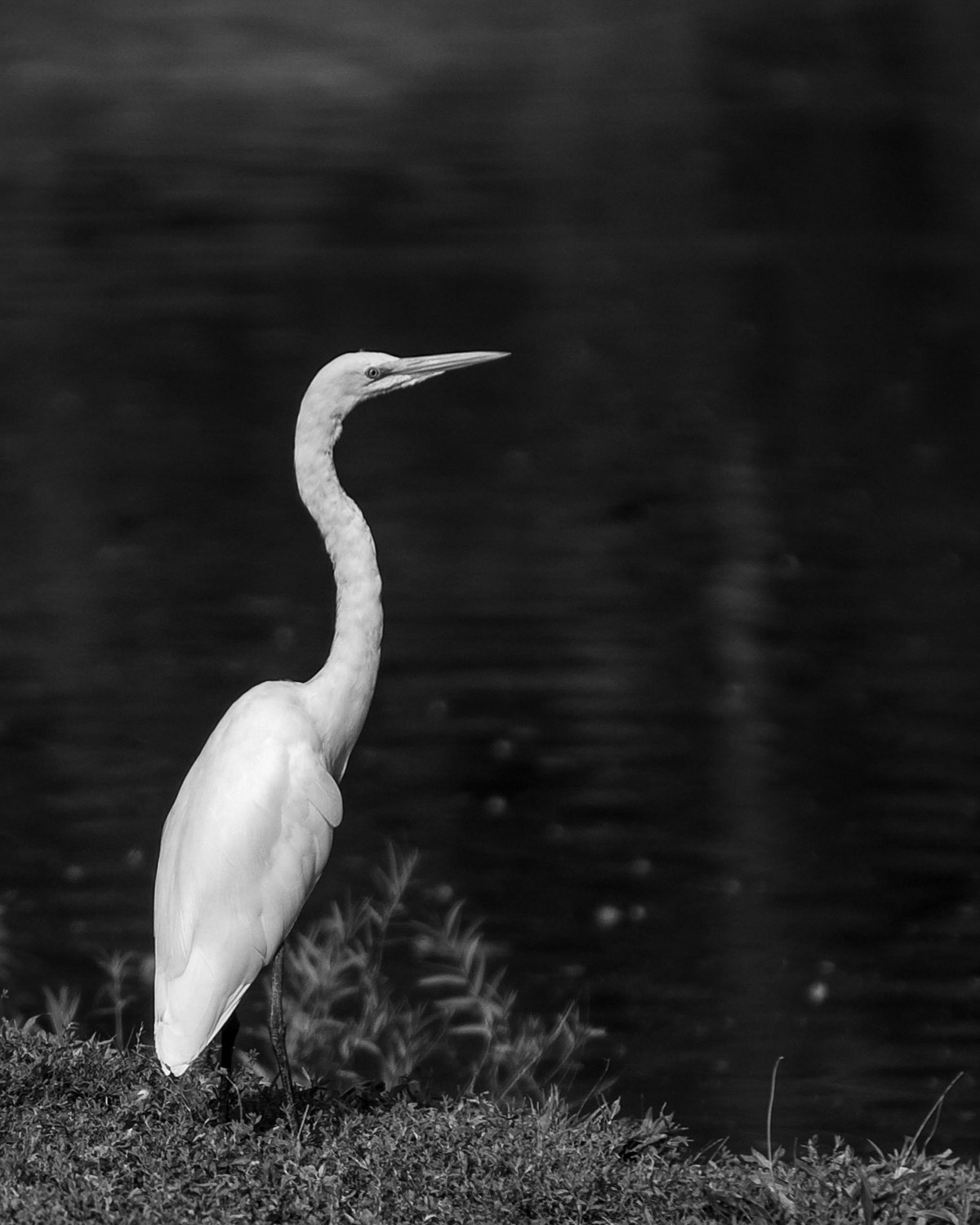 Egret