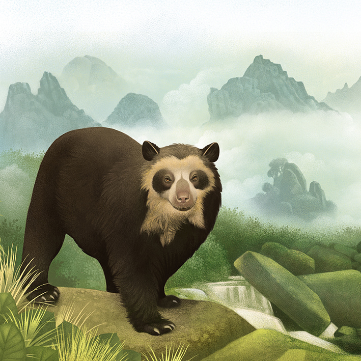 Spectacled Bear - South America