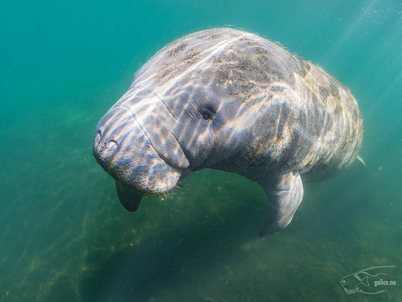 Galice Underwater Photography - Mammals