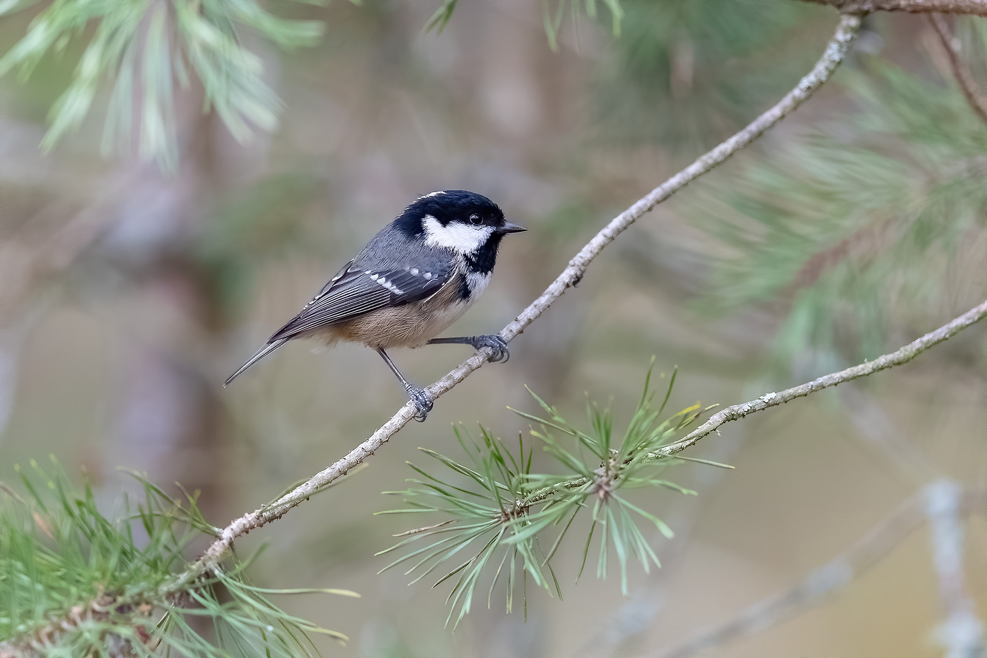 Coal Tit