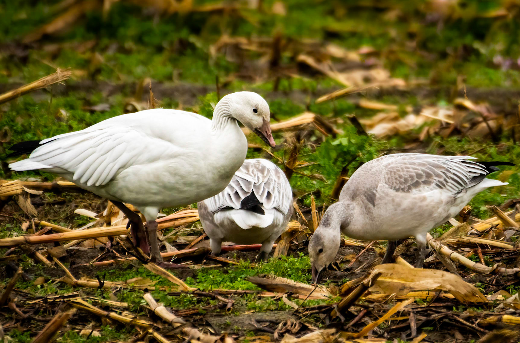 Mature and Juvenile Snow Geese