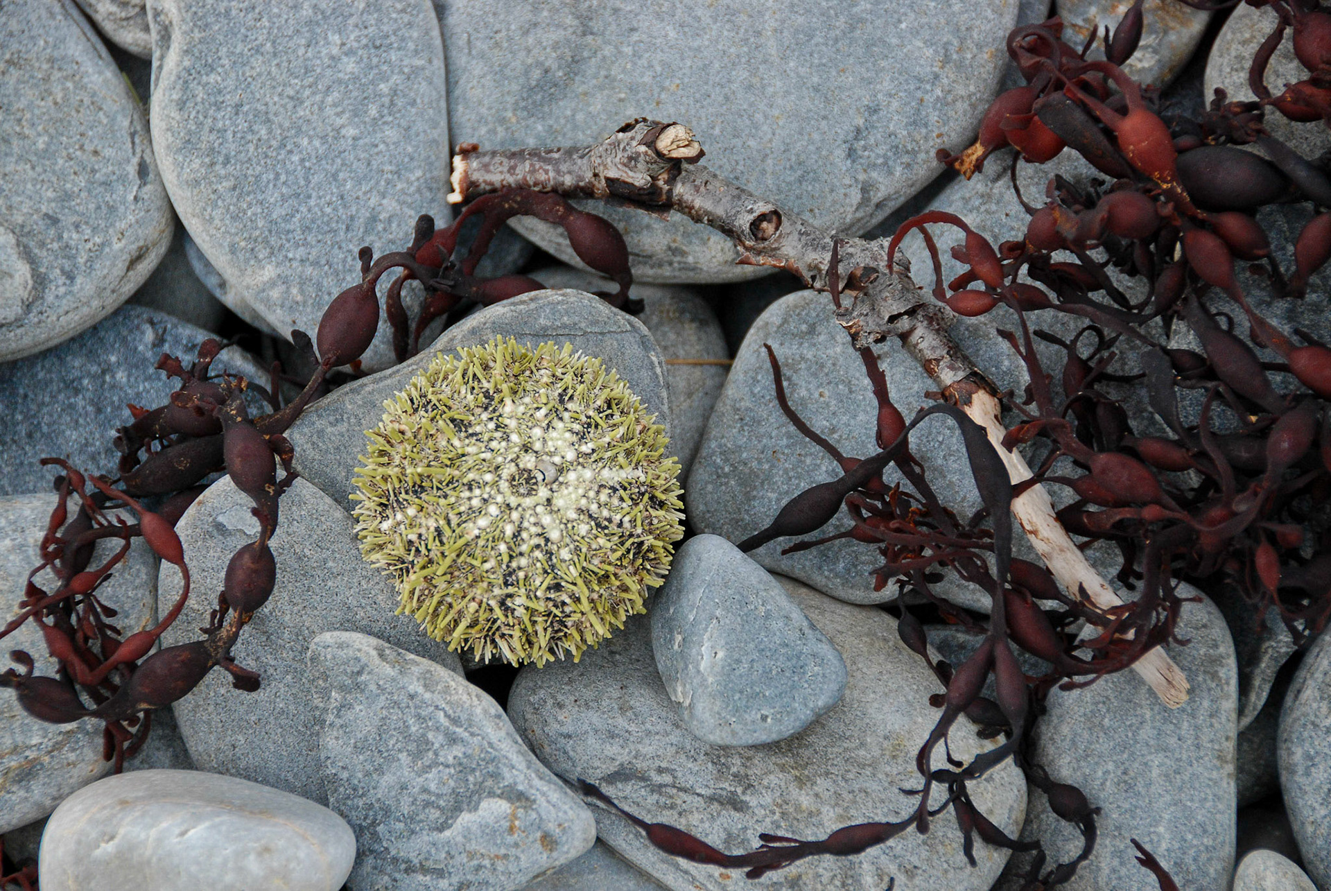 Red seaweed frames a yellow and white urchin shell over grey rocks.