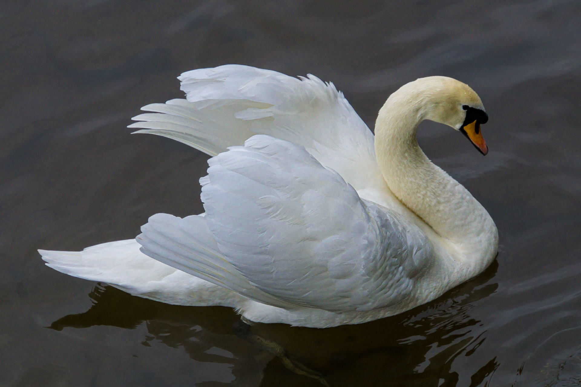 Mute Swan in Galway Bay, Ireland #3