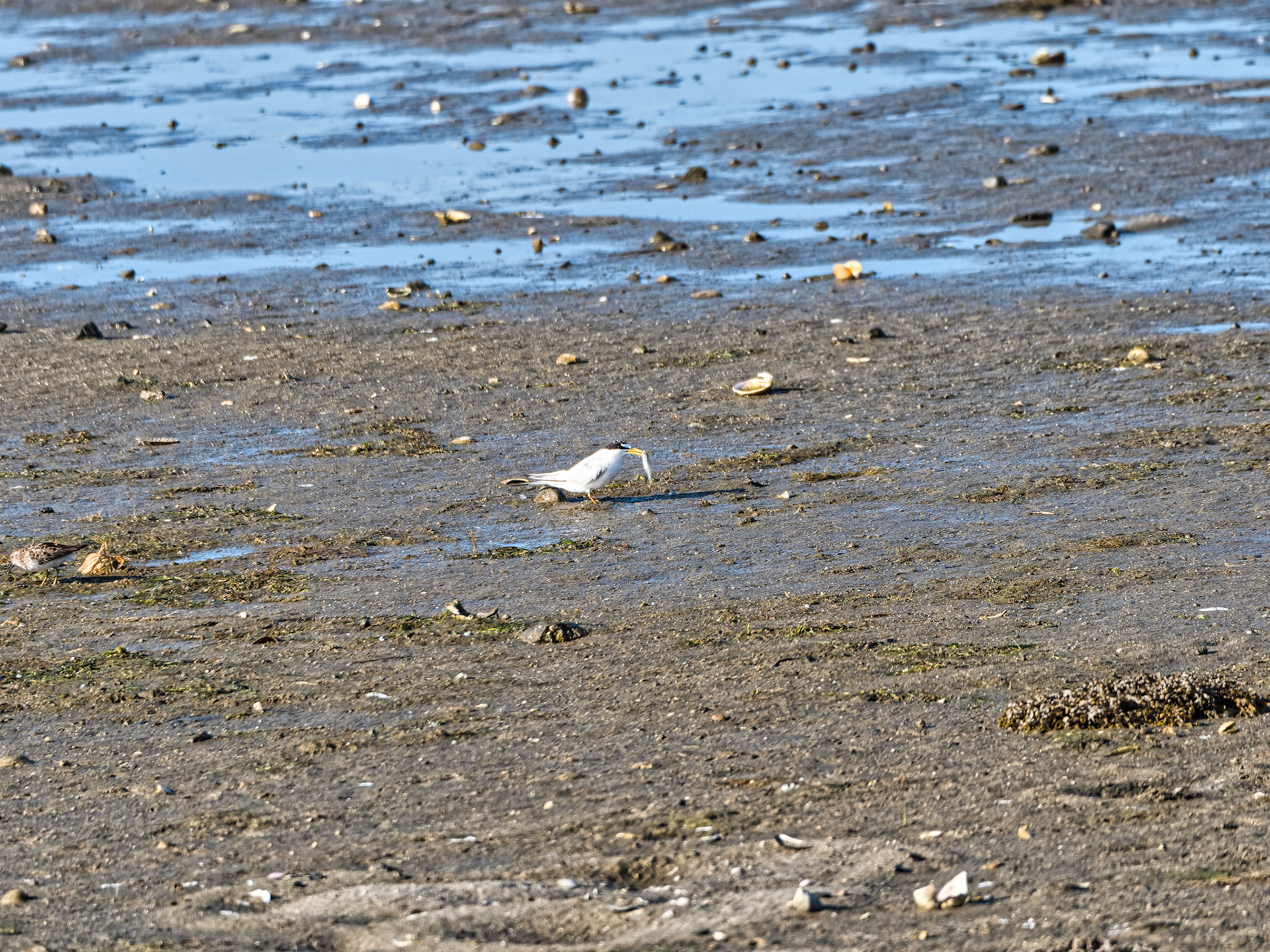 MA Cape Cod Birds 00022