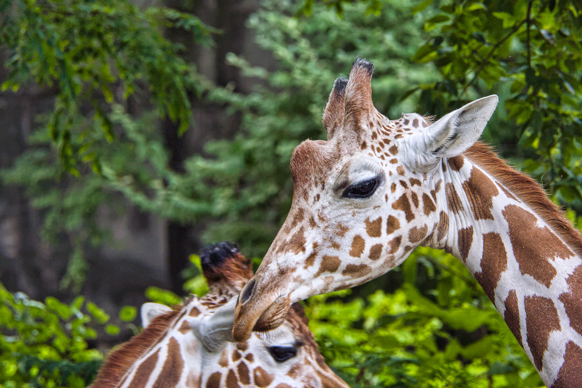 IN Zoo 00037