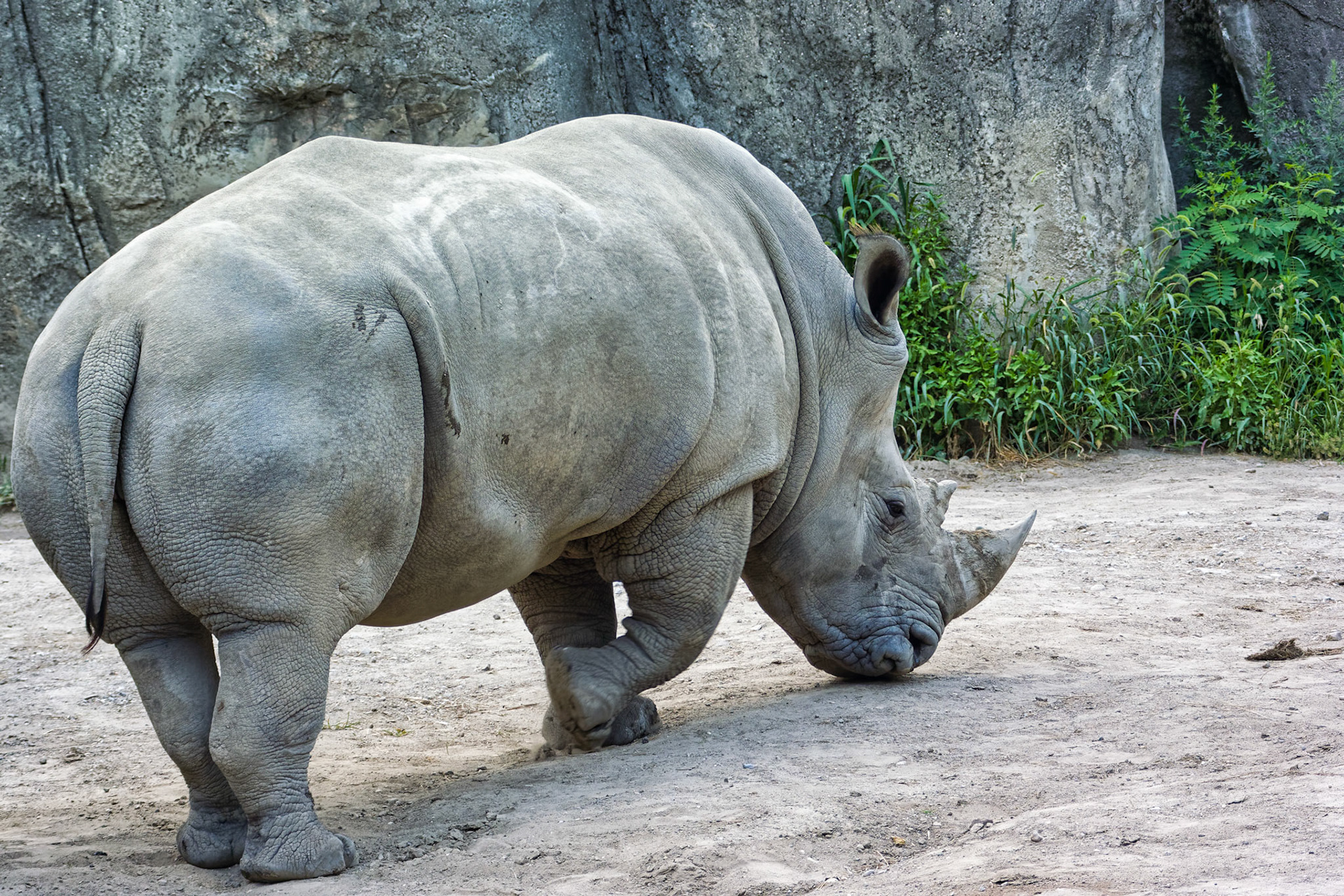 IN Zoo 00064