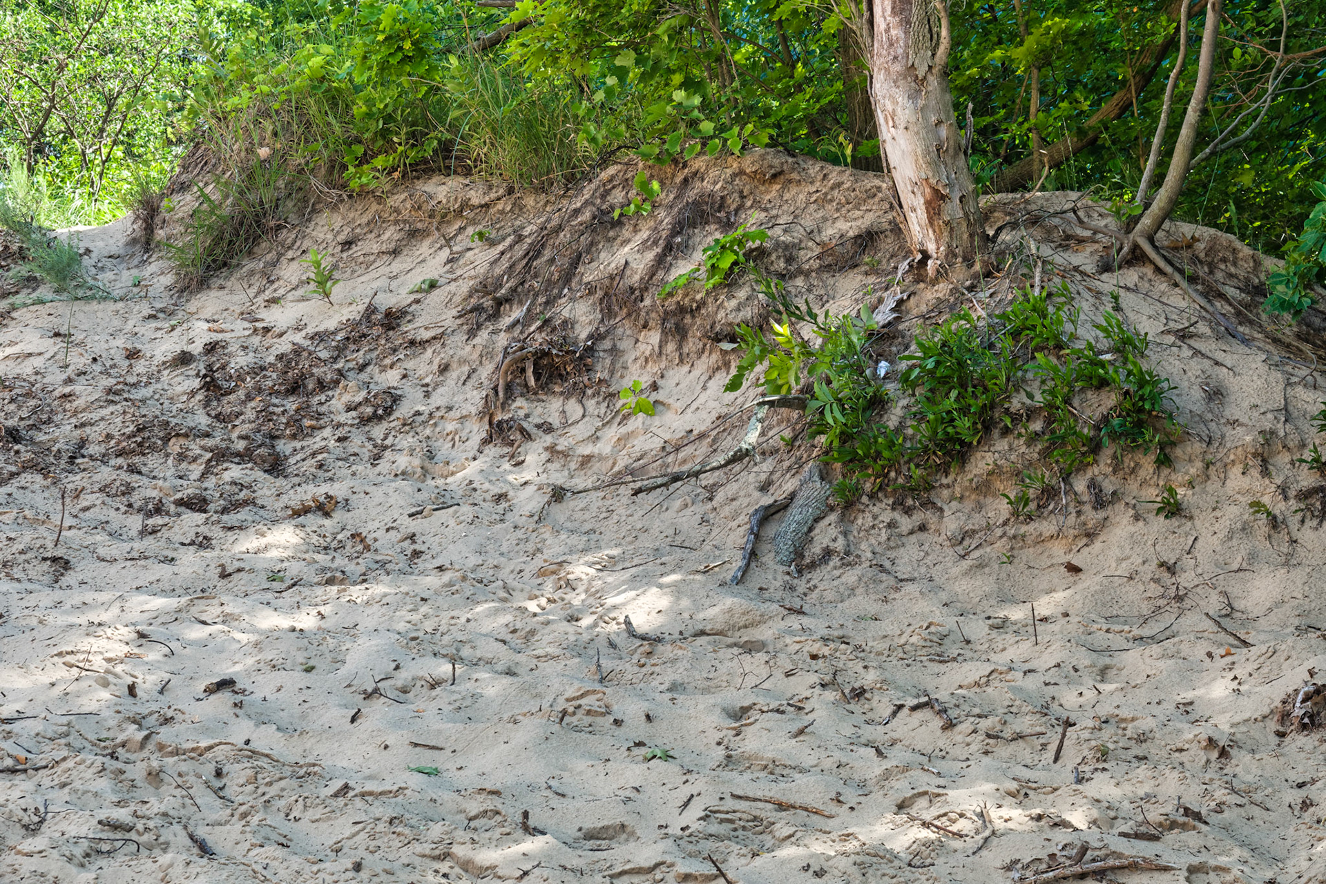 MI Dunes 00084