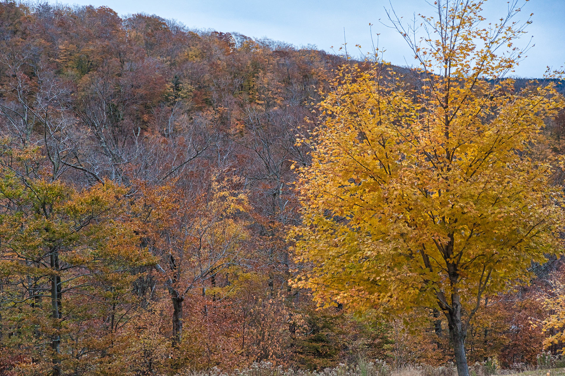 VT Miscellaneous 00025
