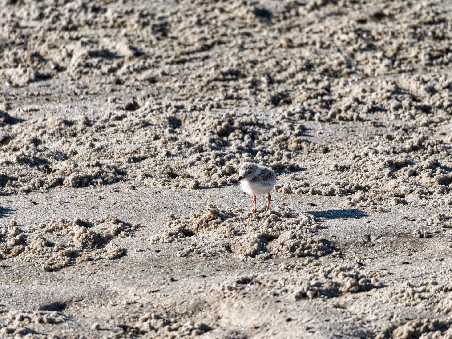 MA Cape Cod Birds 00028