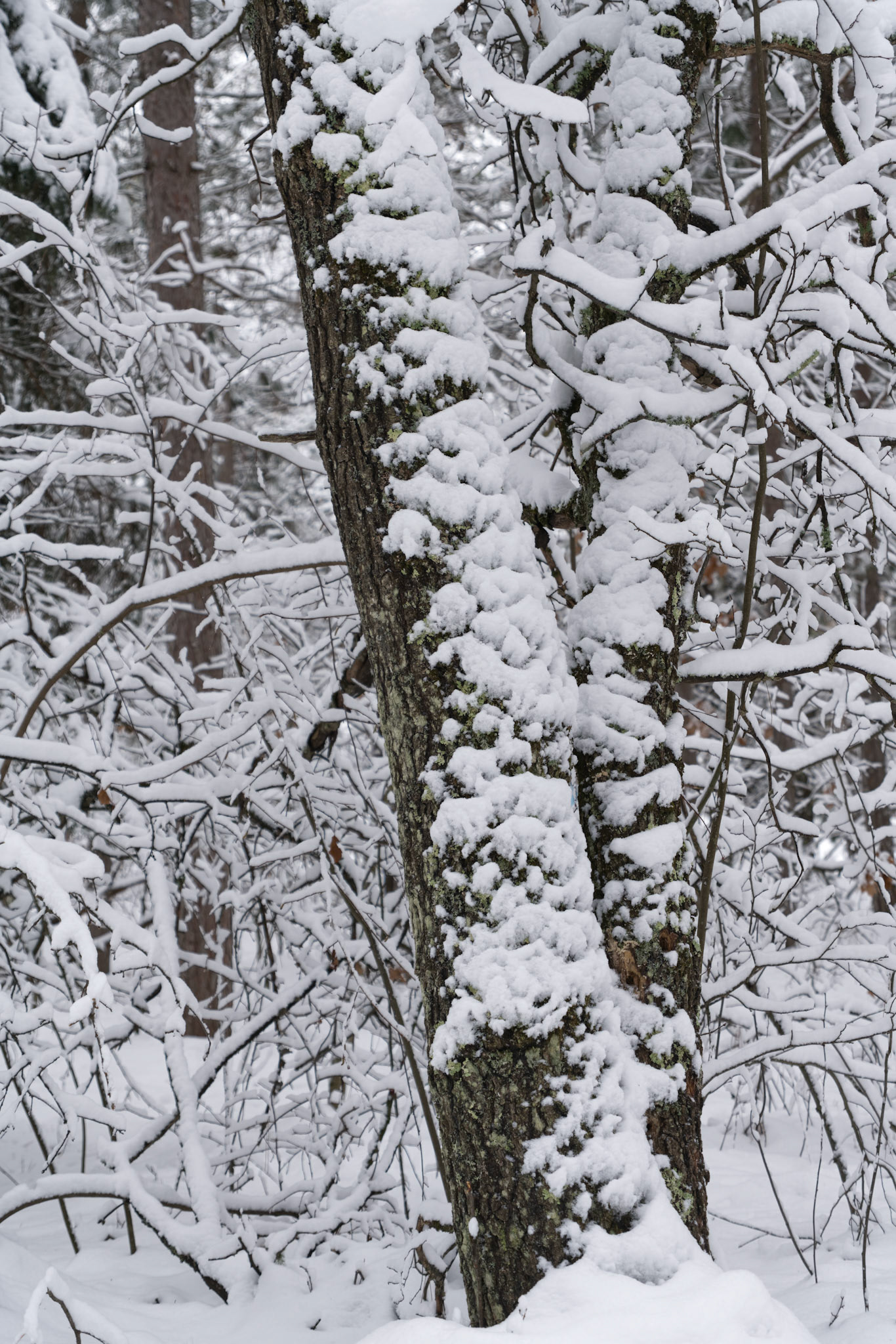 WI Fence 00401